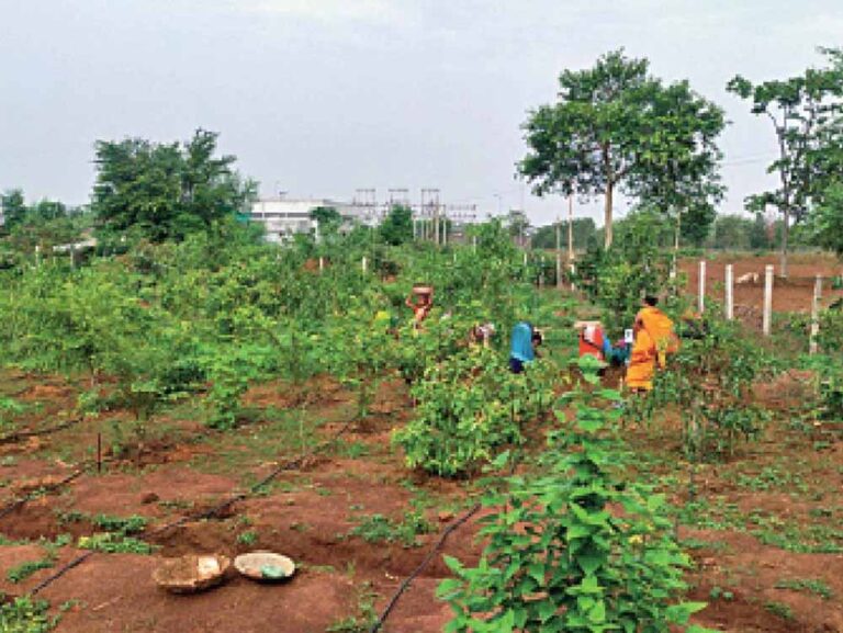 अतिक्रमण से मुक्त हुई बंजर जमीन को उपजाऊ कर बनाई हरी बगिया पोषण वाटिका