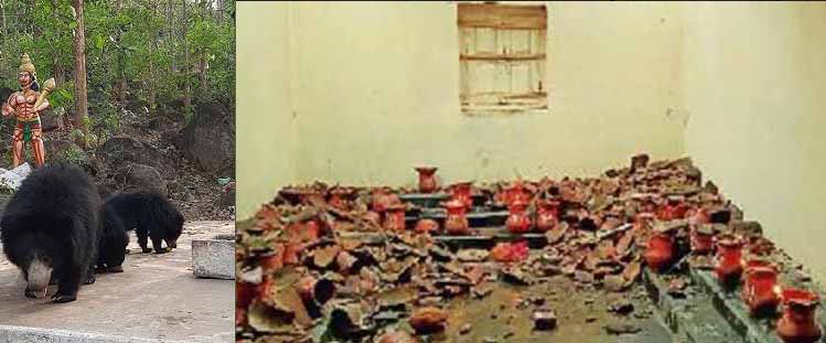 दो भालुओं ने ज्योति कलश कक्ष के खपरैल तोड़कर जमकर मचाया उत्पात दो भालुओं ने ज्योति कलश कक्ष के खपरैल तोड़कर जमकर मचाया उत्पात