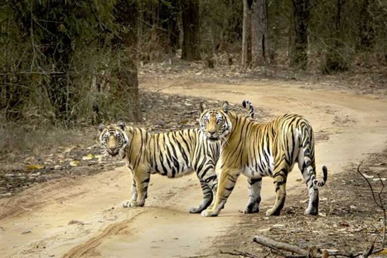 MP में वन्यप्राणी क्षेत्रों की सीमा चिन्हित करने बनेगी डिजिटल बाउंड्री, इको सेंसेटिव जोन में अवैध गतिविधियों पर भी प्रतिबंध रहेगा