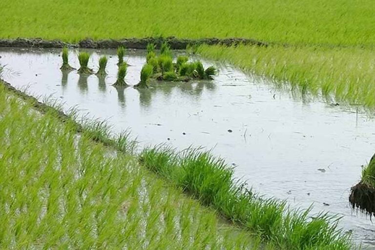 खरीफ विपणन वर्ष 2024-25 में समर्थन मूल्य पर धान उपार्जन हेतु किसान पंजीयन की तिथि में वृद्धि