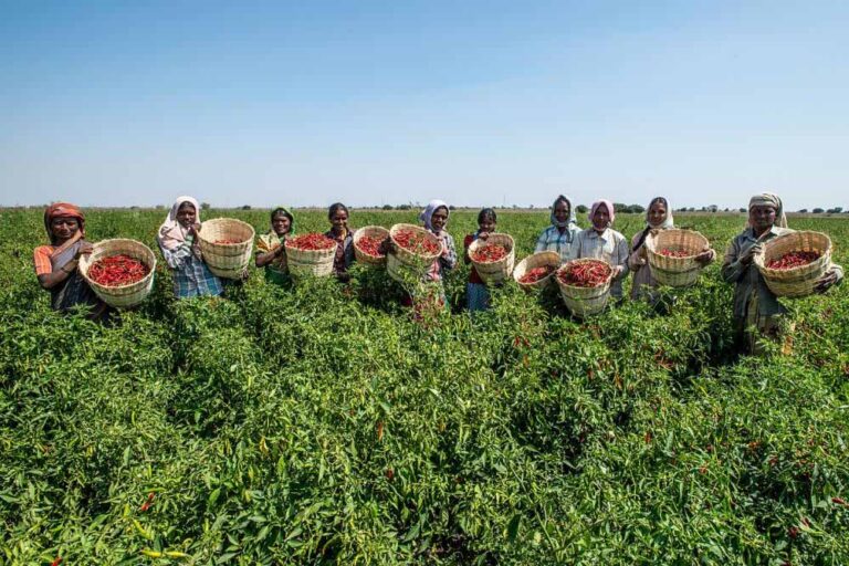 छत्तीसगढ़ : दंतेवाड़ा में जैविक खेती को बढ़ावा देने प्रशासन द्वारा व्यापक प्रयास किए