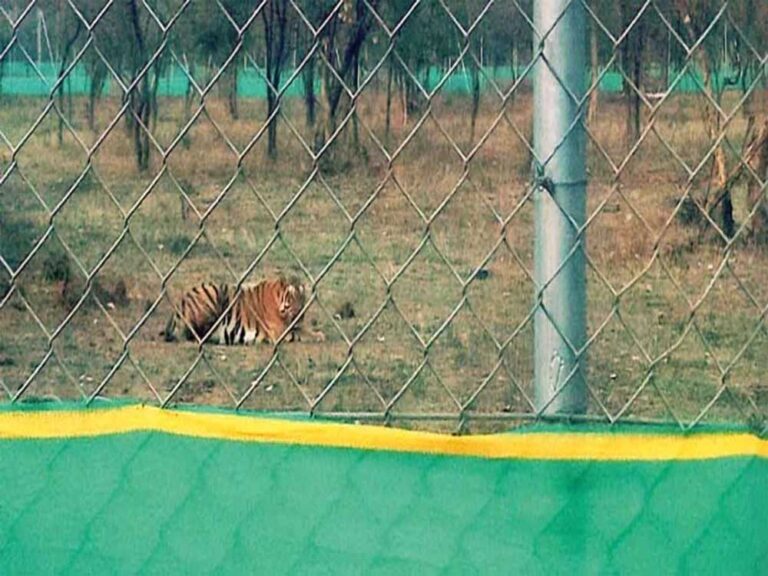 कूनो सहित पांच अभयारण्यों में पर्यटन बढ़ाने बनेगा जोनल मास्टर प्लान, तैयार करना शुरू