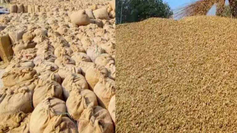MSP खरीद के लिए 31 अक्टूबर तक करें धान और मक्का का पंजीकरण