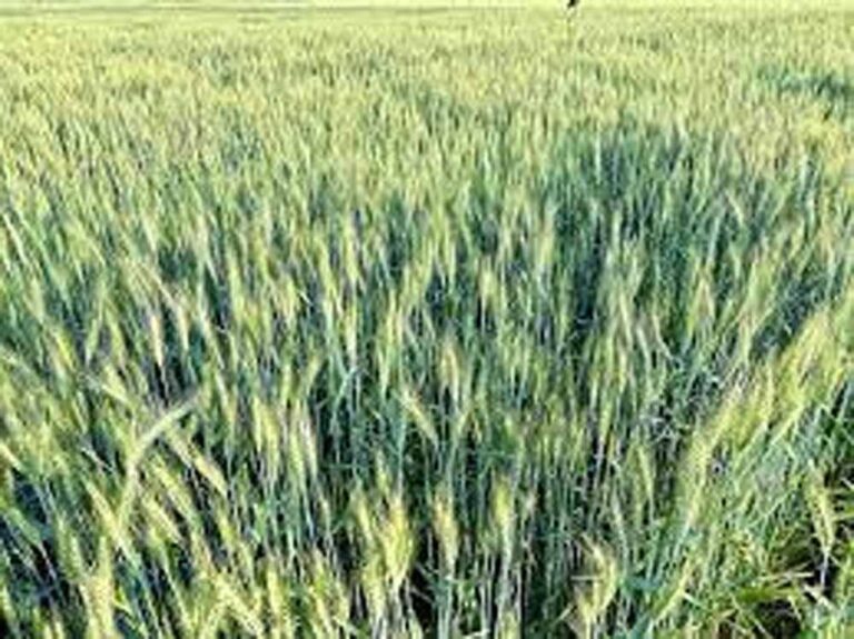 प्रदेश में इस बार मानसून अच्छा रहने से गेहूं का बोवनी का रिकार्ड भी टूटेगा