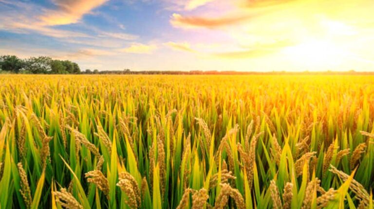 मध्य प्रदेश सरकार ने खरीफ विपणन वर्ष 2024-25 के लिए MSP पर धान, ज्वार और बाजरा की उपार्जन नीति घोषित कर दी