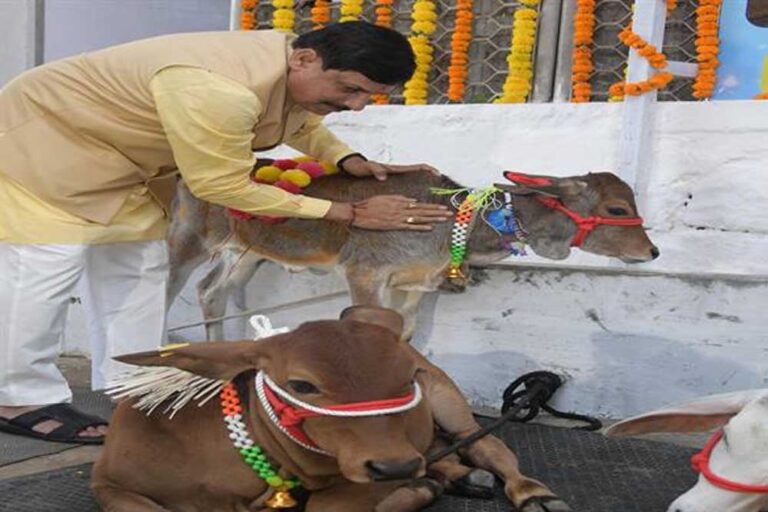 मुख्यमंत्री डॉ. यादव ने की गोवर्धन पूजा की तैयारी