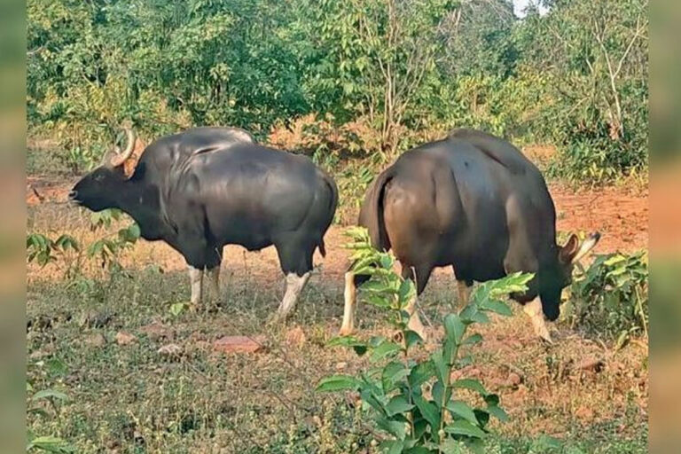 बांधवगढ़ टाइगर रिजर्व बाघों के बाद अब बायसन के लिए भी प्रसिद्ध हो सकता, बाघों के गढ़ में लाए जाएंगे 50 बायसन