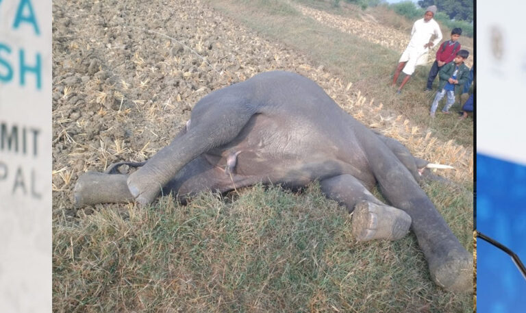 मैहर : हाइट टेंशन के तार में चपेट में आने से एक मेल हाथी की मौत