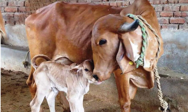 मप्र सरकार गो पालकों को भ्रूण प्रत्यारोपण तकनीक और आईवीएफ से पैदा हुई उन्नत नस्ल की बछिया उपलब्ध कराएगी