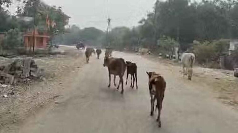 छत्तीसगढ़-बिलासपुर में मृत गोवंश को ट्रैक्टर के पीछे बांधकर घसीटा