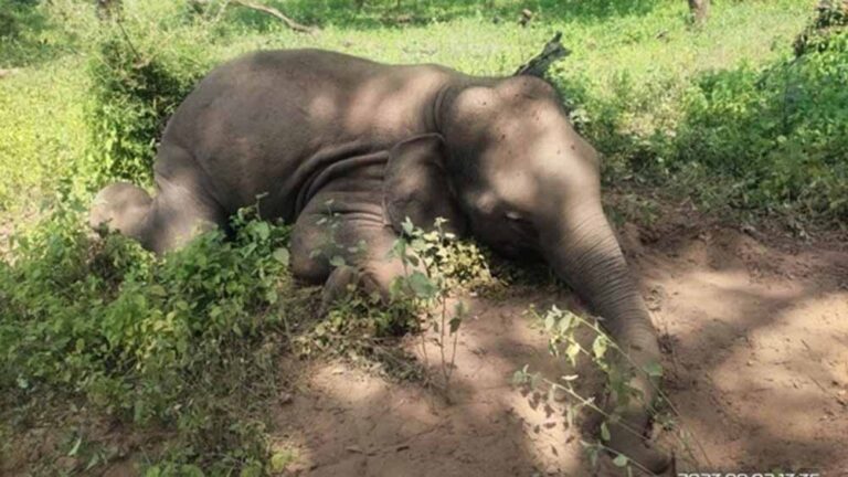 बांधवगढ़ में 10 हाथियों की मौत की तीन अहम वजह जंगल की जानकारी रखने वाले लोग बता रहे बांधवगढ़ में 10 हाथियों की मौत की तीन अहम वजह जंगल की जानकारी रखने वाले लोग बता रहे