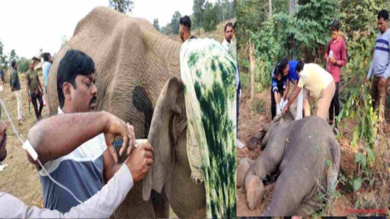 पोटाश बम से घायल हुए हाथी शावक ‘अघन’ की हुई मौत