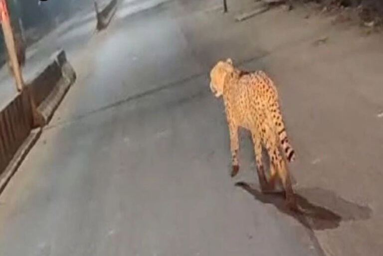 अग्नि चीता जंगल लौटते समय आधी रात को शहर की सड़कों पर दौड़ लगाती कैमरे में हुई कैद, किया शिकार अग्नि चीता जंगल लौटते समय आधी रात को शहर की सड़कों पर दौड़ लगाती कैमरे में हुई कैद, किया शिकार