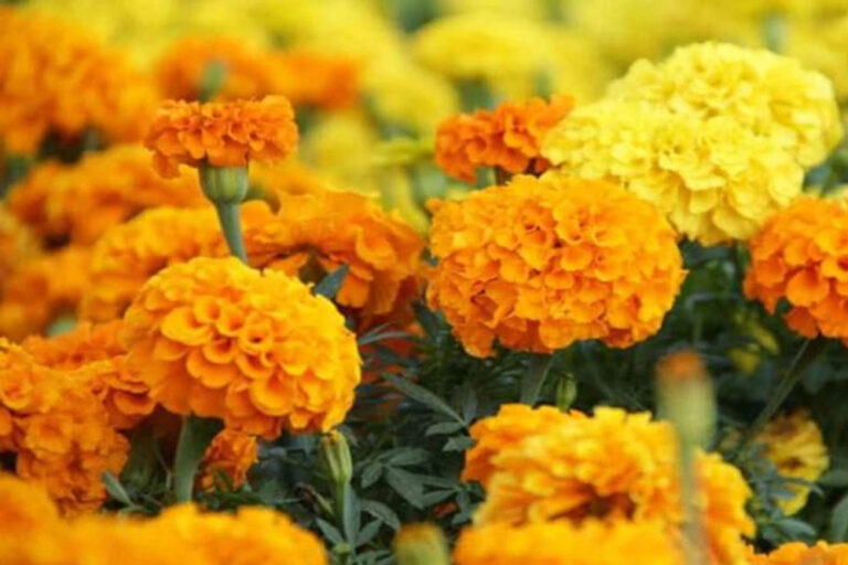 कोरिया के किसान फूलों से बनेंगे लखपति ! होगा लाखों रुपये का मुनाफ़ा, बनी है ये योजना कोरिया के किसान फूलों से बनेंगे लखपति ! होगा लाखों रुपये का मुनाफ़ा, बनी है ये योजना