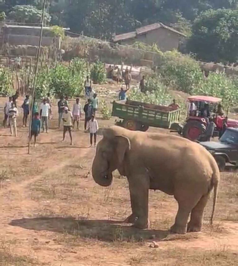 छत्तीसगढ़-कोरबा में घायल जंगली हाथी गांव में घुसा छत्तीसगढ़-कोरबा में घायल जंगली हाथी गांव में घुसा