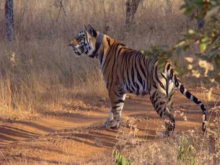 सतपुड़ा टाइगर रिजर्व के दो बाघों ने बैतूल के जंगल पहुंचकर पांच गायों को बनाया शिकार