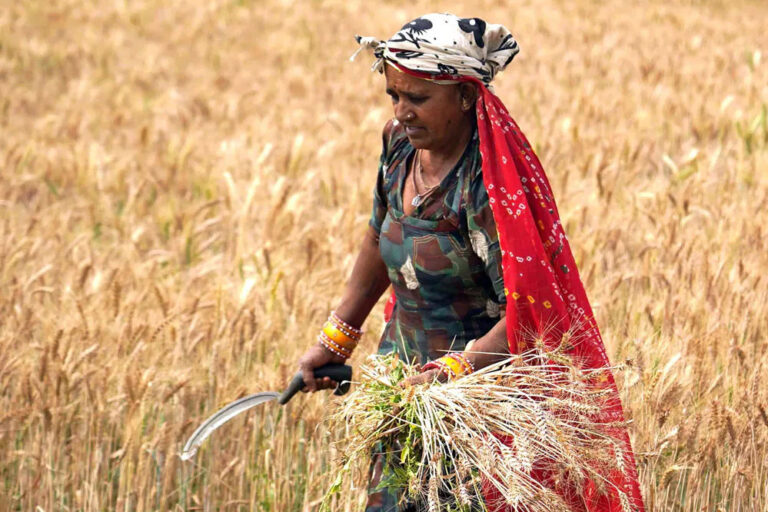 मोहन सरकार ने किसानों को गेहूं के समर्थन मूल्य पर 125 रुपए प्रति क्विंटल बोनस देने की घोषणा की मोहन सरकार ने किसानों को गेहूं के समर्थन मूल्य पर 125 रुपए प्रति क्विंटल बोनस देने की घोषणा की