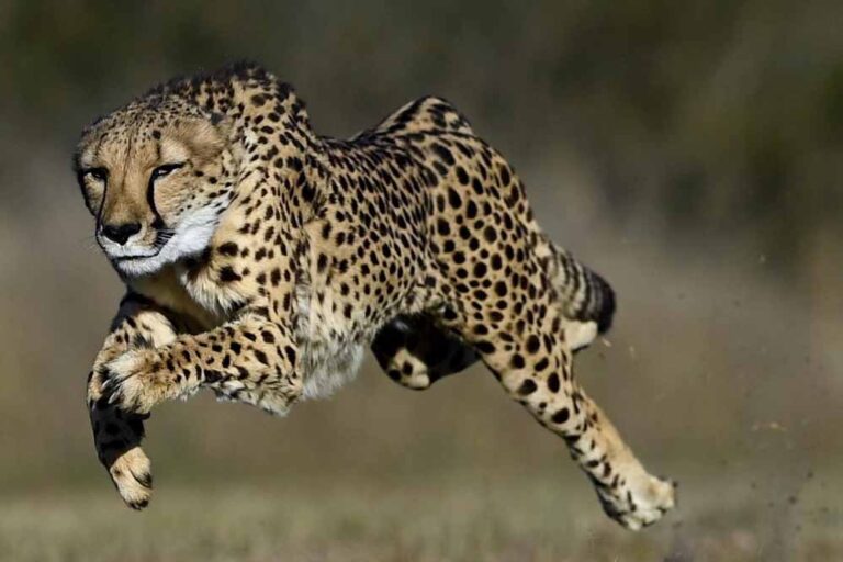 कूनो नेशनल पार्क में एक नई उमंग है! जल्द ही फिर से जंगल में आजाद घूमने वाली आशा चीता कूनो नेशनल पार्क में एक नई उमंग है! जल्द ही फिर से जंगल में आजाद घूमने वाली आशा चीता