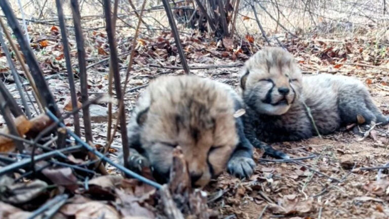 कूनो नेशनल पार्क में एक और खुशखबरी आई , मादा चीता वीरा ने दो शावकों को जन्म दिया कूनो नेशनल पार्क में एक और खुशखबरी आई , मादा चीता वीरा ने दो शावकों को जन्म दिया