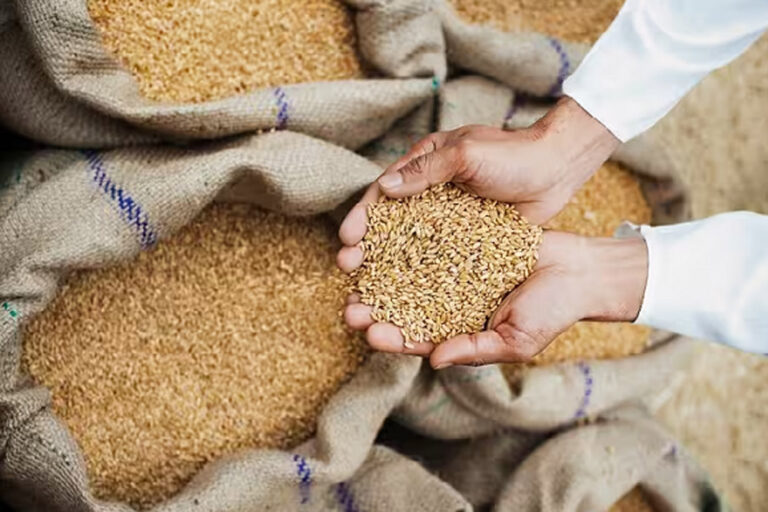 मध्यप्रदेश में किसानों की बल्ले-बल्ले, इस बार इतने हजार रुपये क्विंटल होगी गेहूं की खरीदी, सरकार ने जारी की खरीद नीति