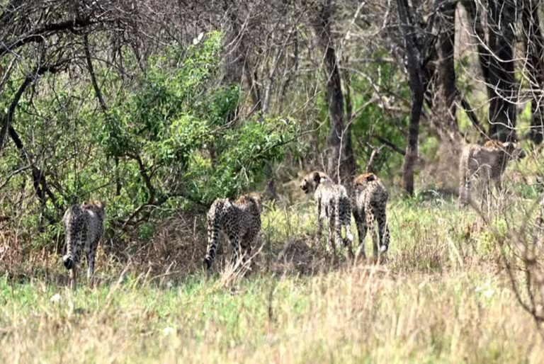 कूनो के खुले जंगल में छोड़े गए चीता, गामिनी और उसके चार शावकों को देख सकेंगे टूरिस्ट कूनो के खुले जंगल में छोड़े गए चीता, गामिनी और उसके चार शावकों को देख सकेंगे टूरिस्ट