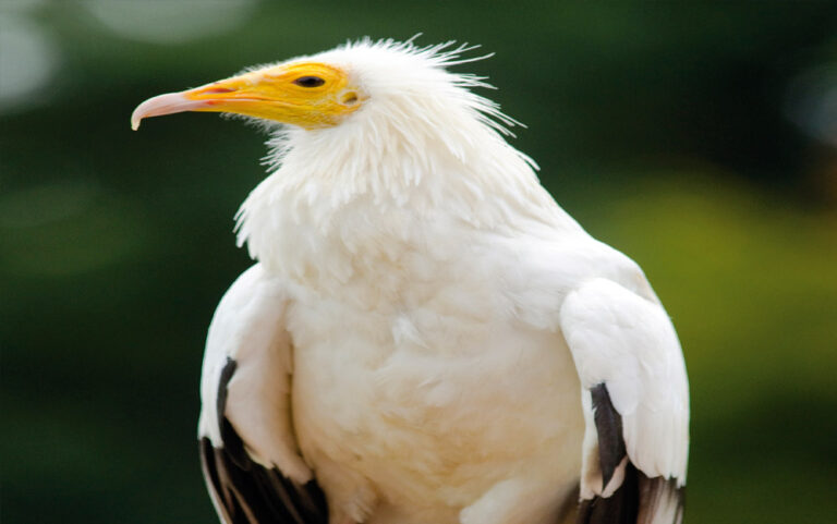 मध्य प्रदेश पहुंचा मिस्र का दुर्लभ गिद्ध, रातापानी टाइगर रिजर्व में क्रूर राजा का साथी