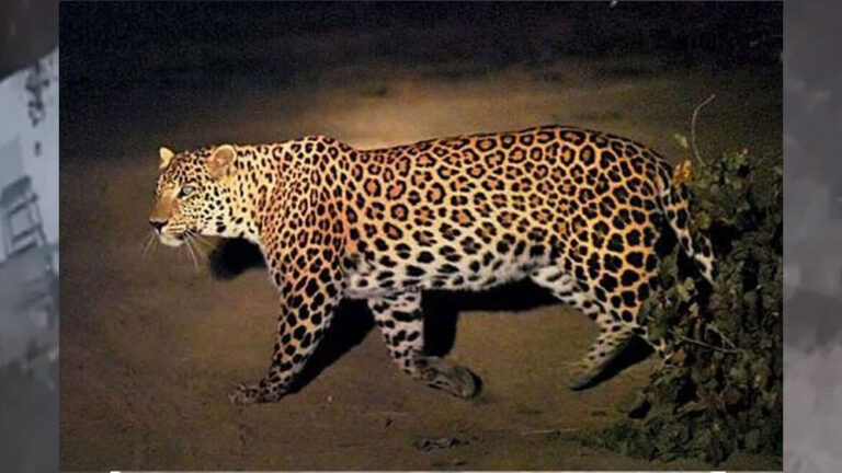 इंदौर के पास रहवासी इलाके में फिर नजर आया तेंदुआ, वन विभाग की टीम हुई अलर्ट इंदौर के पास रहवासी इलाके में फिर नजर आया तेंदुआ, वन विभाग की टीम हुई अलर्ट