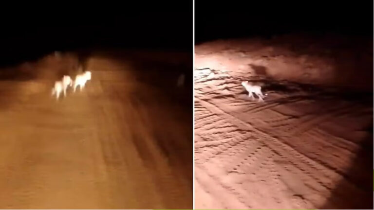 5 चीते नेशनल पार्क से 1 किलोमीटर की दूरी पर निर्माणाधीन श्योपुर-ग्वालियर ब्रॉडगेज रेलवे ट्रैक से गुजरते नजर आये 5 चीते नेशनल पार्क से 1 किलोमीटर की दूरी पर निर्माणाधीन श्योपुर-ग्वालियर ब्रॉडगेज रेलवे ट्रैक से गुजरते नजर आये