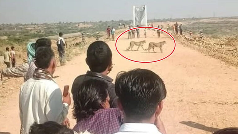 चीता ज्वाला का परिवार अब श्योपुर के आबादी वाले इलाके में घूम रहे, बछड़े पर किया हमला चीता ज्वाला का परिवार अब श्योपुर के आबादी वाले इलाके में घूम रहे, बछड़े पर किया हमला