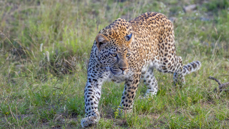 रानीपुर टाइगर रिजर्व : ग्रामीणों में तेंदुओं की बढ़ती सक्रियता से दहशत का माहौल, पर्यटकों की सुरक्षा देखकर चित्रकूट का स्काईवॉक बंद रानीपुर टाइगर रिजर्व : ग्रामीणों में तेंदुओं की बढ़ती सक्रियता से दहशत का माहौल, पर्यटकों की सुरक्षा देखकर चित्रकूट का स्काईवॉक बंद