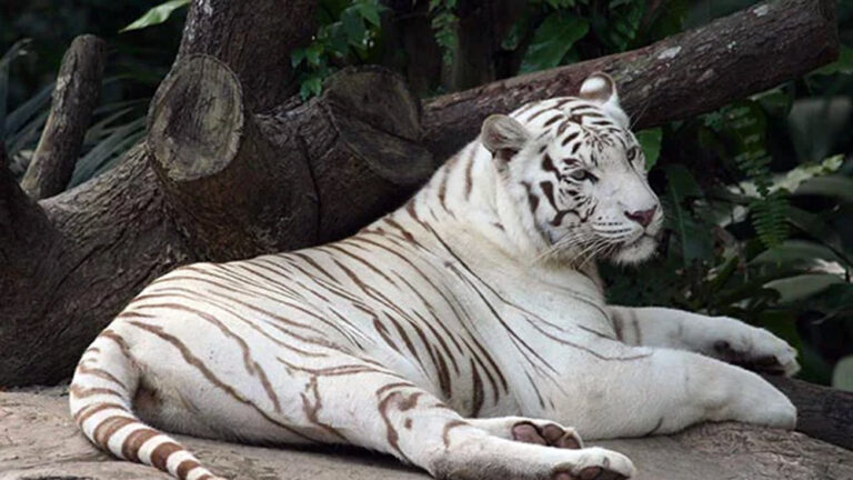 महाराजा मार्तण्ड सिंह व्हाइट टाइगर सफारी में एक बार फिर से मोहन की दहाड़ सुनाई देगी, डेप्युटी सीएम राजेंद्र शुक्ल ने किया निरीक्षण