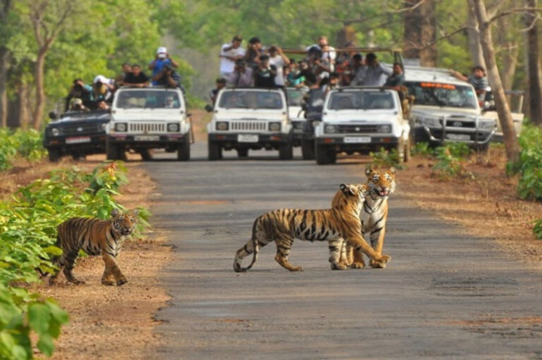 माधव टाइगर रिजर्व बनने पर प्रदेशवासियों को दी बधाई : वन राज्य मंत्री  अहिरवार