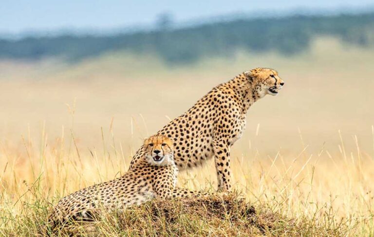 कूनो में चीतों का फिर बढ़ेगा कुनबा, 4 बच्चों के साथ जंगल को गुलजार करेगी गामिनी, पर्यटन को मिलेगा बढ़ावा