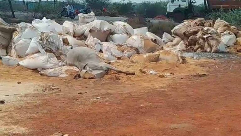 6 गायों की संदिग्ध मौत, गौ-सेवकों समेत ग्रामीणों में आक्रोश,  जांच में जुटी पुलिस