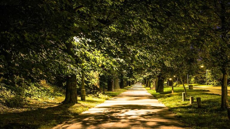 जबलपुर में रोमांच के सफर पर जाने हो जाएं तैयार, बन गया पहला सिटी फॉरेस्ट