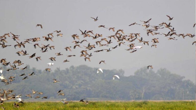 प्रदेश को मिला नया अभयारण्य: सागर जिले में बना ‘डॉ. भीमराव अंबेडकर अभयारण्य
