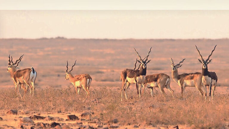 मध्य प्रदेश में 3 कंजर्वेशन रिजर्व बनाए जाने की तैयारी, बैतूल और बालाघाट में वाइल्डलाइफ कॉरिडोर बन जाएगा