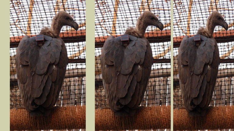 केरवा से गिद्धों का पहला समूह 16 अप्रैल को छोड़ा जाएगा उनके प्राकृतिक रहवास में केरवा से गिद्धों का पहला समूह 16 अप्रैल को छोड़ा जाएगा उनके प्राकृतिक रहवास में