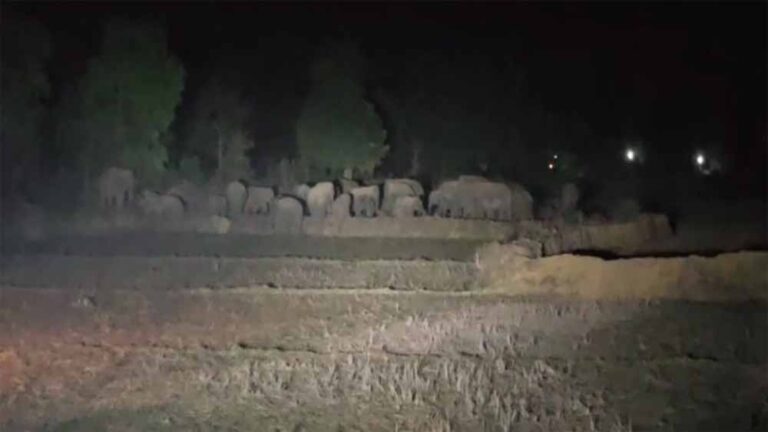ग्रामीण क्षेत्र में पहुंचा 29 हाथियों का झुंड, दहशत में ग्रामवासी