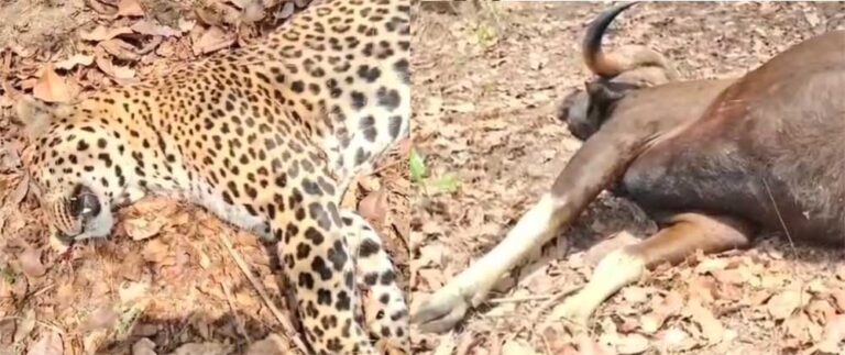 करंट की चपेट में आने से एक तेंदुए और वन भैंसा की मौत, जांच में जुटी वन विभाग की टीम