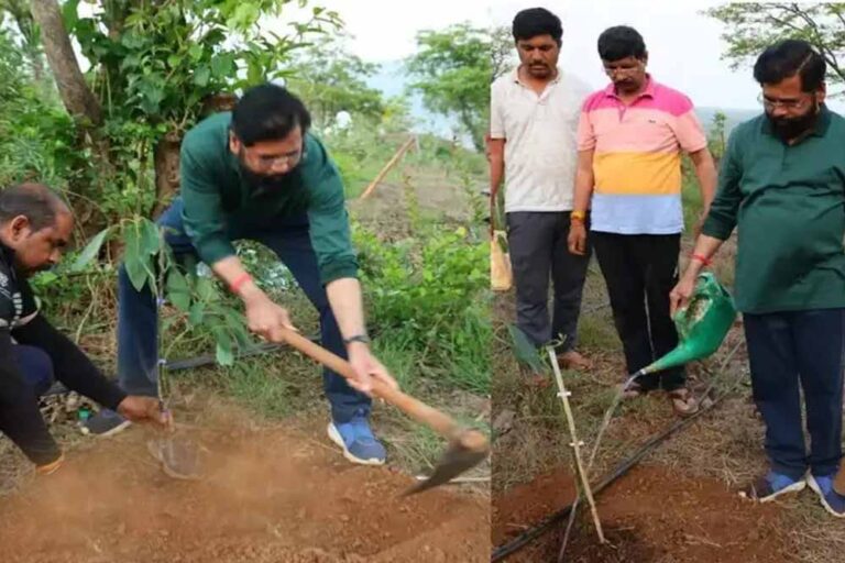 अपने गांव में किसान बने एकनाथ शिंदे, इस बार लगाया विदेशी पौधा, जानें इसके फायदे अपने गांव में किसान बने एकनाथ शिंदे, इस बार लगाया विदेशी पौधा, जानें इसके फायदे