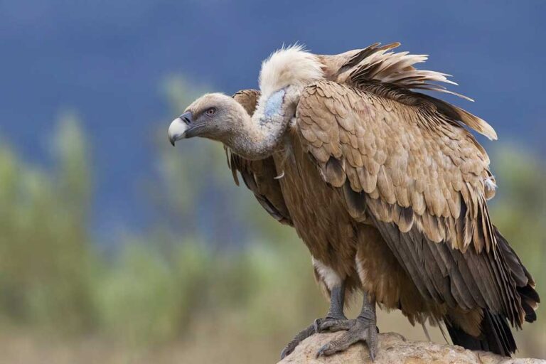 सतना में घायल मिले एक गिद्ध इलाज के बाद किर्गिस्तान पहुंचा, प्रदेश में गिद्धों की संख्या भी बढ़ी सतना में घायल मिले एक गिद्ध इलाज के बाद किर्गिस्तान पहुंचा, प्रदेश में गिद्धों की संख्या भी बढ़ी