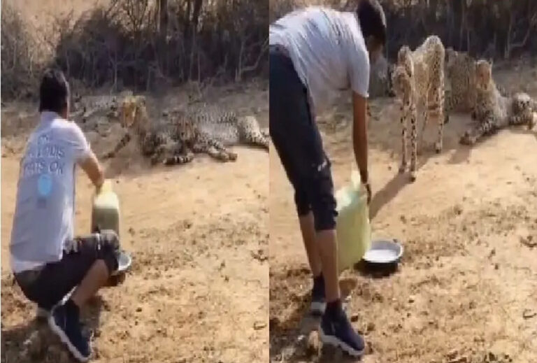 कूनो नेशनल पार्क में एक ग्रामीण ने प्यासे चीता और उसके शावकों को पानी पिलाया, वायरल वीडियो