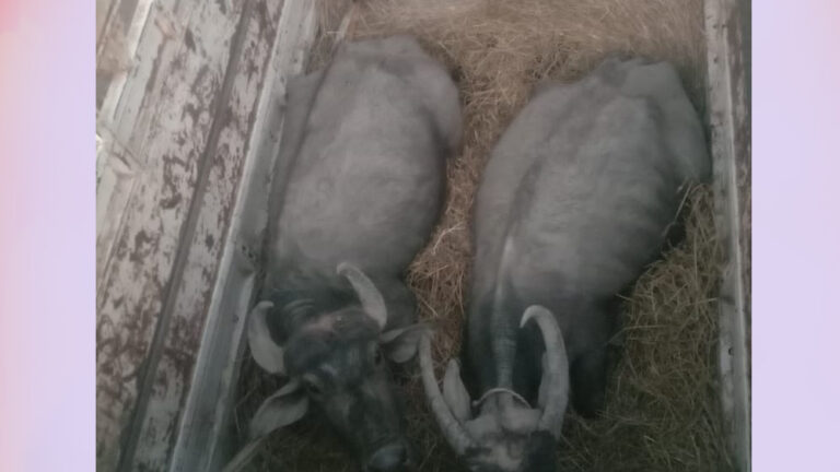 रामनगर में पुलिस ने पशुओं पर क्रूरता करने वाले व्यक्तियों के विरूद्ध कार्यवाही कर 02 नग मवेशियों को मुक्त कराया