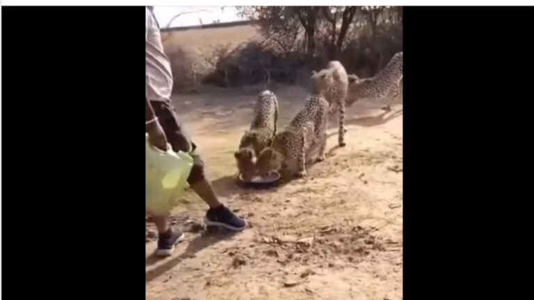 वीडियो वायरल होने पर फील्ड स्टाफ पर होगी कार्रवाई