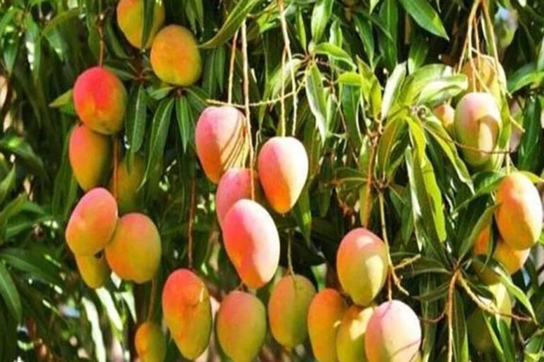 उद्यान रोपणियों में आम मातृवृक्षों में लगे आम फलों की नीलामी 16 और 17 अप्रैल को दोपहर ढाई बजे से की जाएगी उद्यान रोपणियों में आम मातृवृक्षों में लगे आम फलों की नीलामी 16 और 17 अप्रैल को दोपहर ढाई बजे से की जाएगी