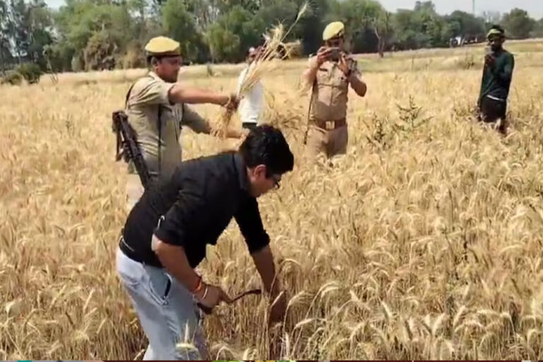 हमीरपुर जिले के जिलाधिकारी घनश्याम मीणा भीषण गर्मी के बीच खेत में उतरकर गेहूं की कटाई हमीरपुर जिले के जिलाधिकारी घनश्याम मीणा भीषण गर्मी के बीच खेत में उतरकर गेहूं की कटाई