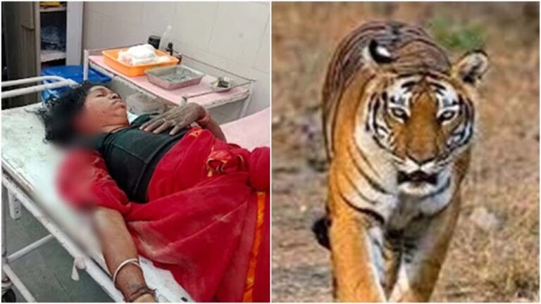बांधवगढ़ में बाघों का फैला आतंक, कल एक बच्चे को मारने के बाद आज महिला पर किया हमला, दहशत का माहौल