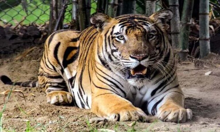 उमरिया जिले के बांधवगढ़ टाइगर रिजर्व में 4 साल के बच्चे को उठा ले गया बाघ