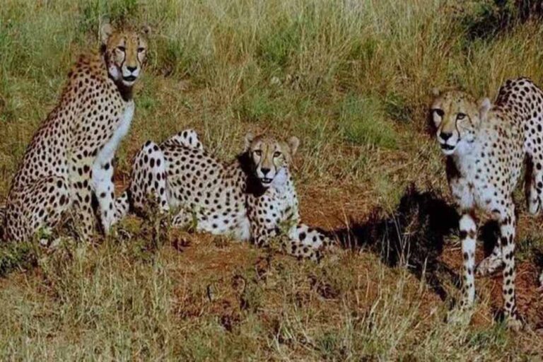 मंदसौर में शिफ्ट हो रहे कूनो के चीते, 300 किलोमीटर है दोनों जगह की दूरी,     गांधी सागर अभयारण्य में करेंगे अटखेली